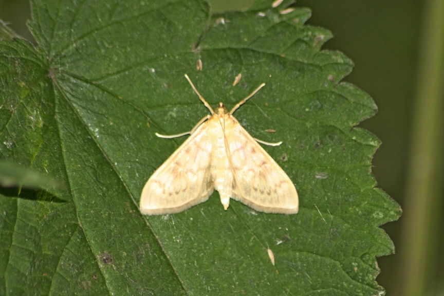 crambide o noctuide?